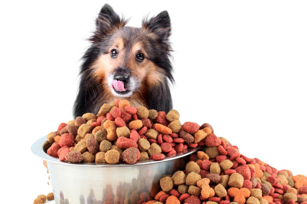 A guide to choose the right dog food