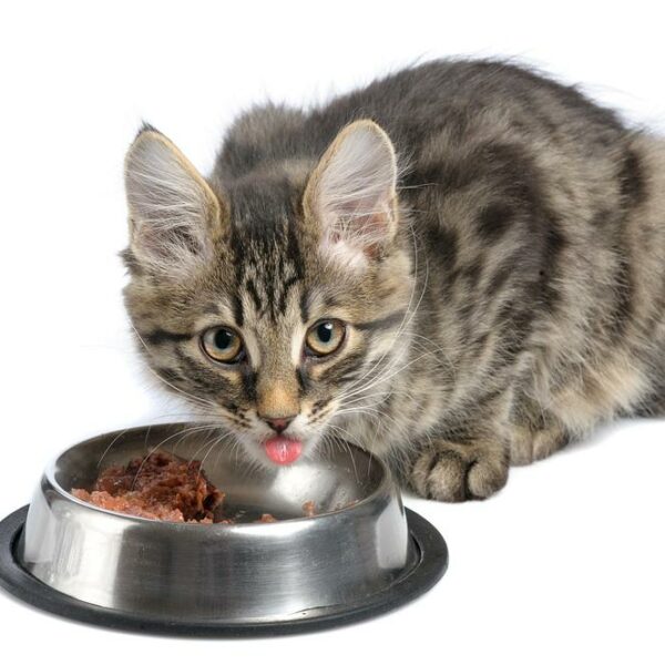 A guide to buy the perfect dry cat food