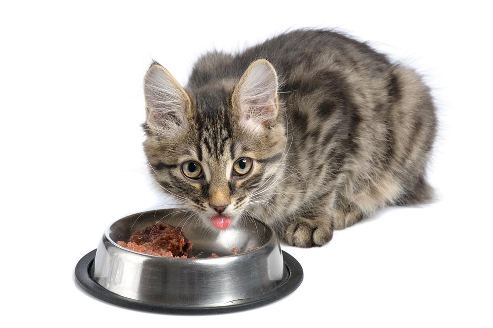 A guide to buy the perfect dry cat food