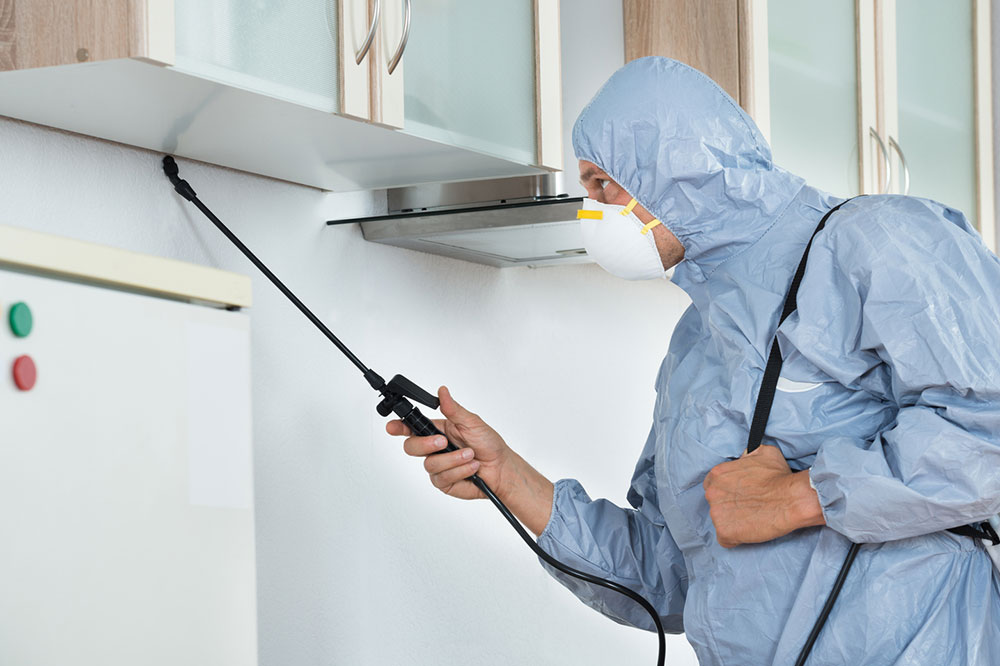 A guide to getting the right pest control done