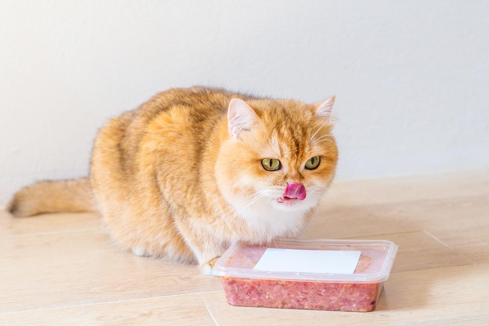 Best cat foods as per customer reviews