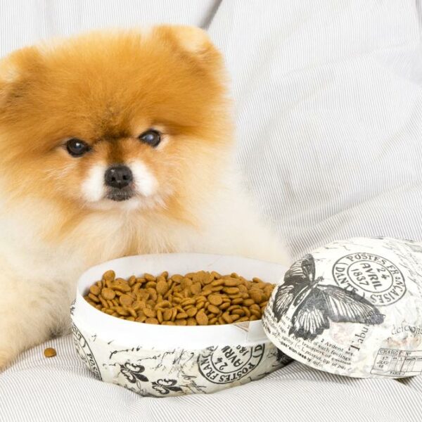 Dry vs. wet food &#8211; How to choose the best for your pet