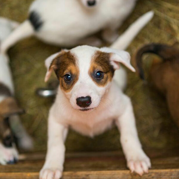 Factors to consider before adopting puppies