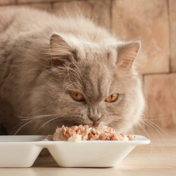 Healthiest food options for cats