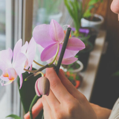 How to care for Orchids indoors