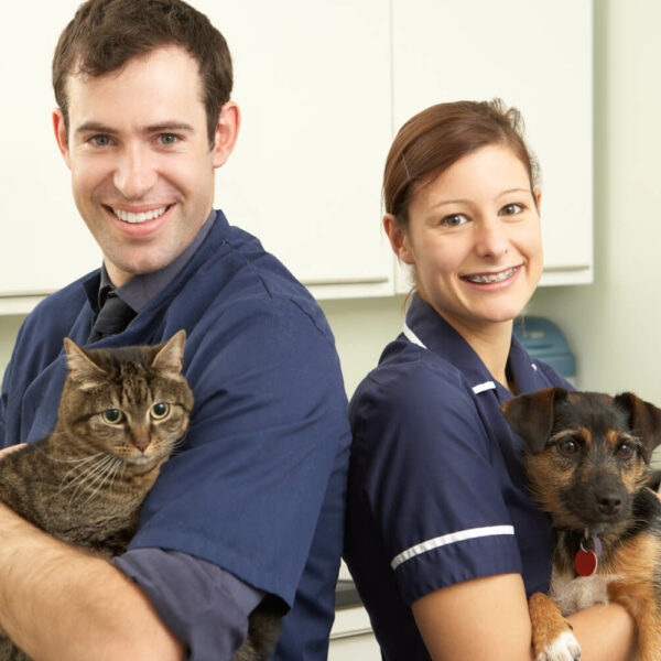 Pet Insurance Policies For Pre-Existing Conditions