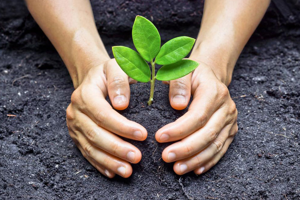 Planting, growing and taking care of hydrangea plants