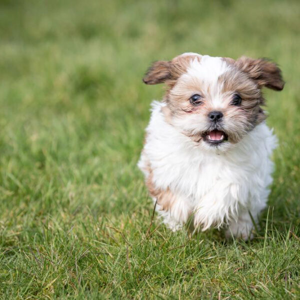 Shih Tzu puppies sale in the US