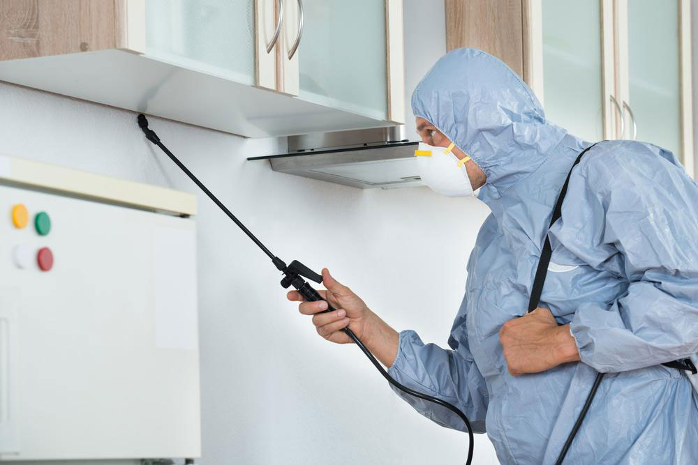 Top 4 local pest control companies